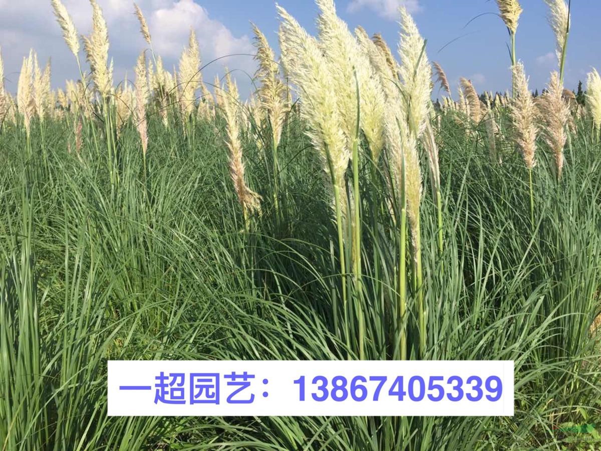 矮蒲苇 优质特价矮蒲苇大量批发