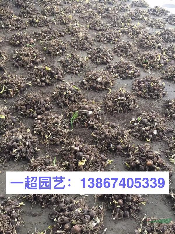 石蒜 石蒜休眠期的状态