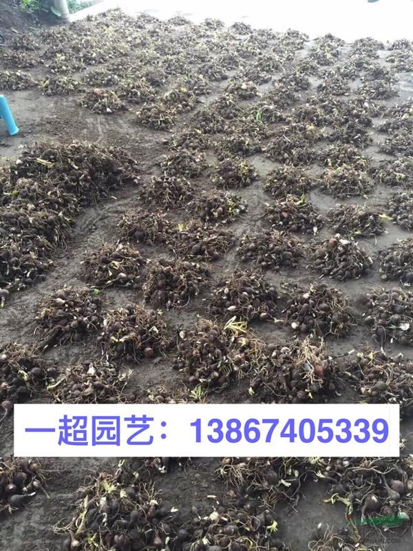 石蒜 石蒜休眠期的状态