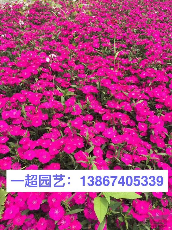 常夏石竹 常夏石竹基地直銷 常夏石竹批發