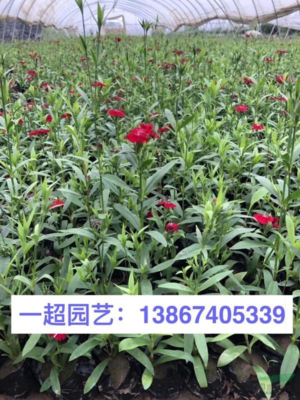 常夏石竹 常夏石竹基地直銷 常夏石竹批發