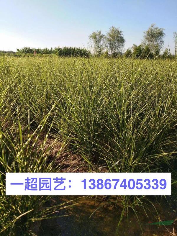 斑叶芒 斑叶芒批发 斑叶芒基地价格