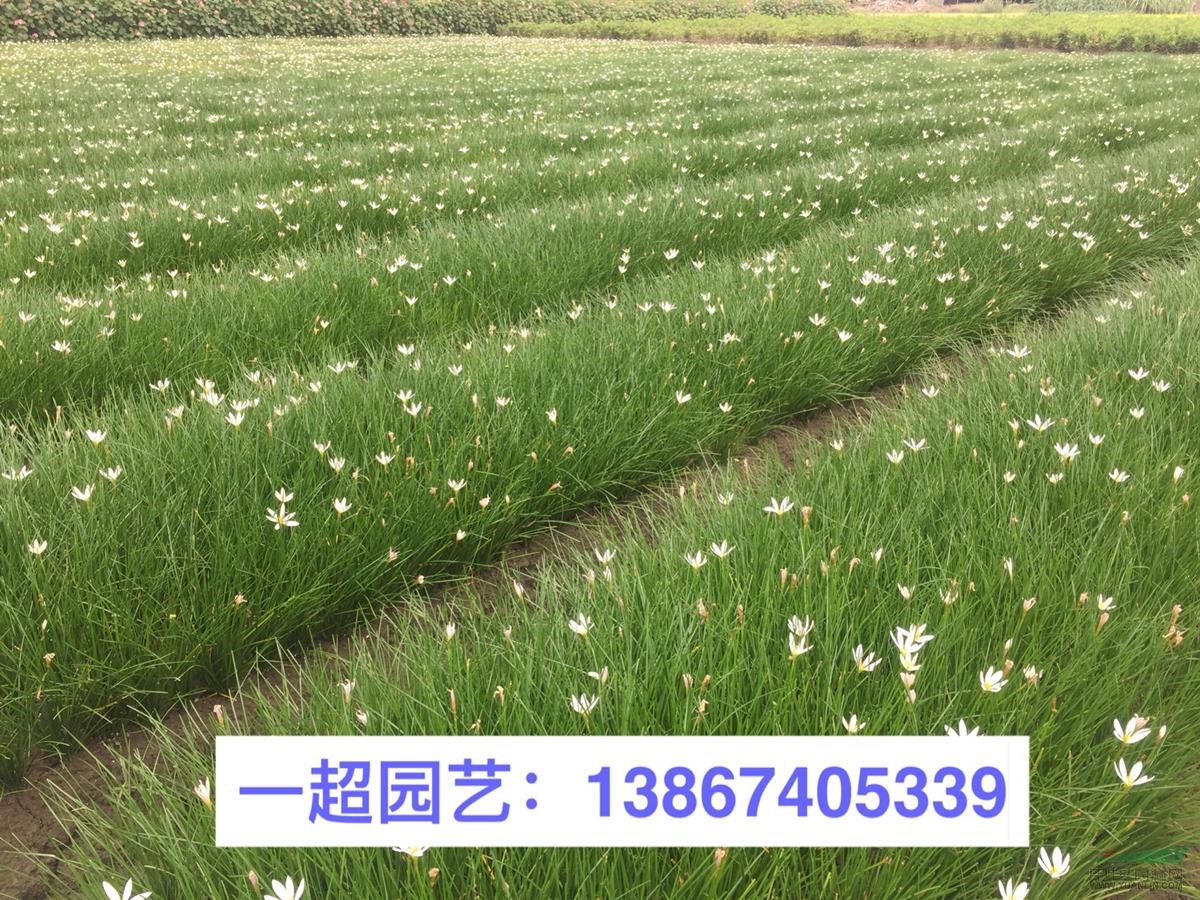 葱兰 红花葱兰 白花葱兰 葱兰基地价格