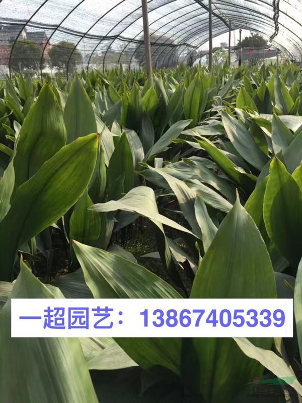 一葉蘭 一葉蘭苗圃 一葉蘭基地價格