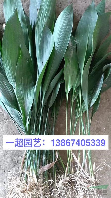 一葉蘭 一葉蘭苗圃 一葉蘭基地價格