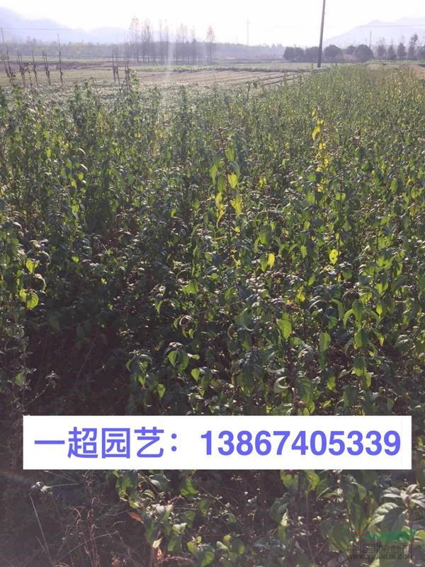 醉魚草 醉魚草基地價格 醉魚草小杯苗價格