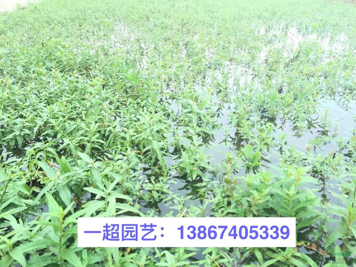 千屈菜 紅花千屈菜 白花千屈菜 千屈菜價格