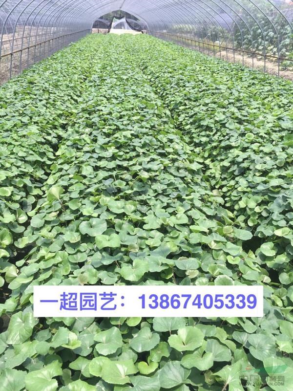 吳風草 大葉吳風草小苗 精品吳風草小杯苗 大葉吳風草價格