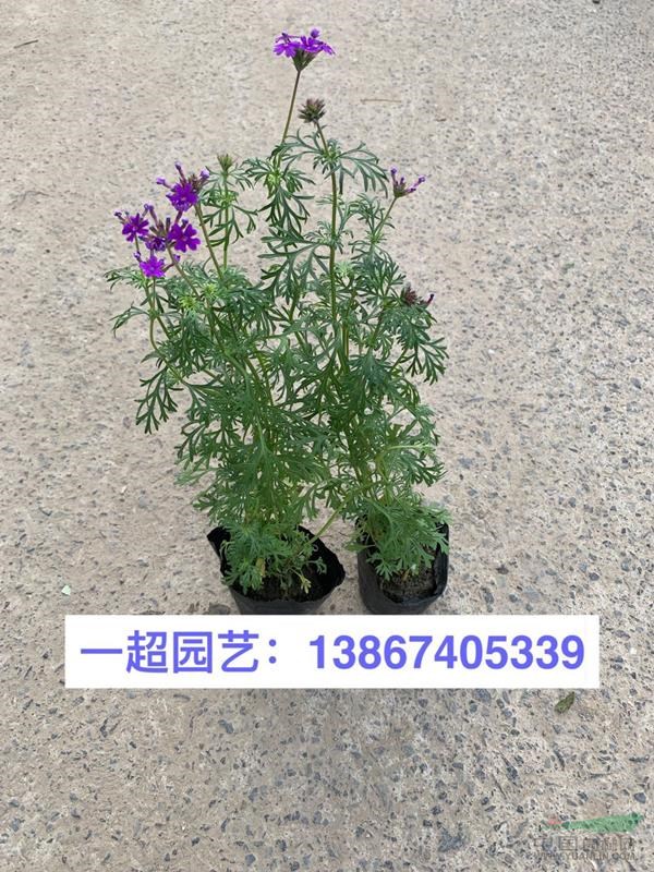 美女樱，红花美女樱，紫花美女樱 ，美女樱基地，美女樱价格