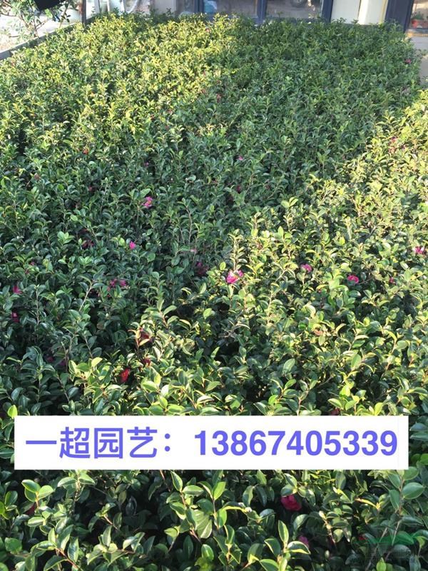 茶梅，茶梅小杯，茶梅小杯苗，茶梅大杯，茶梅大杯苗