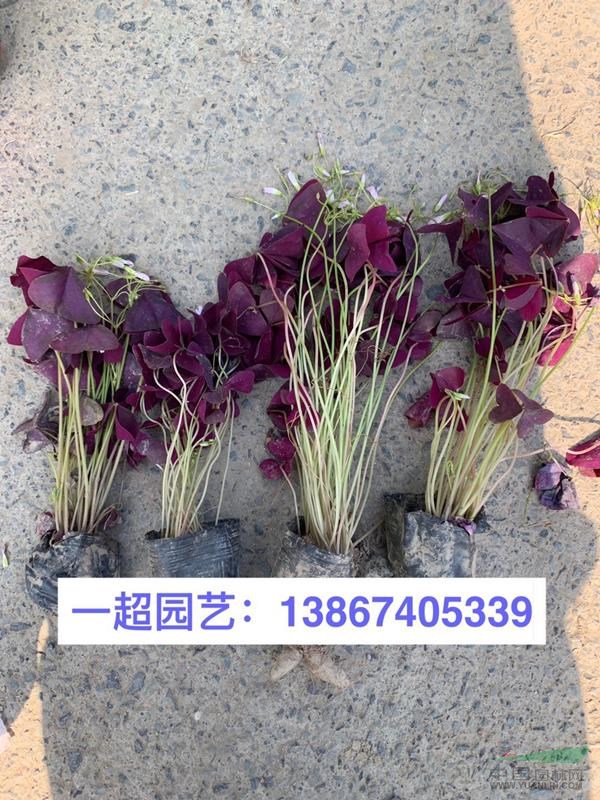 紫叶醡浆草、紫叶酢浆草、酢浆草基地、紫叶酢浆草批发