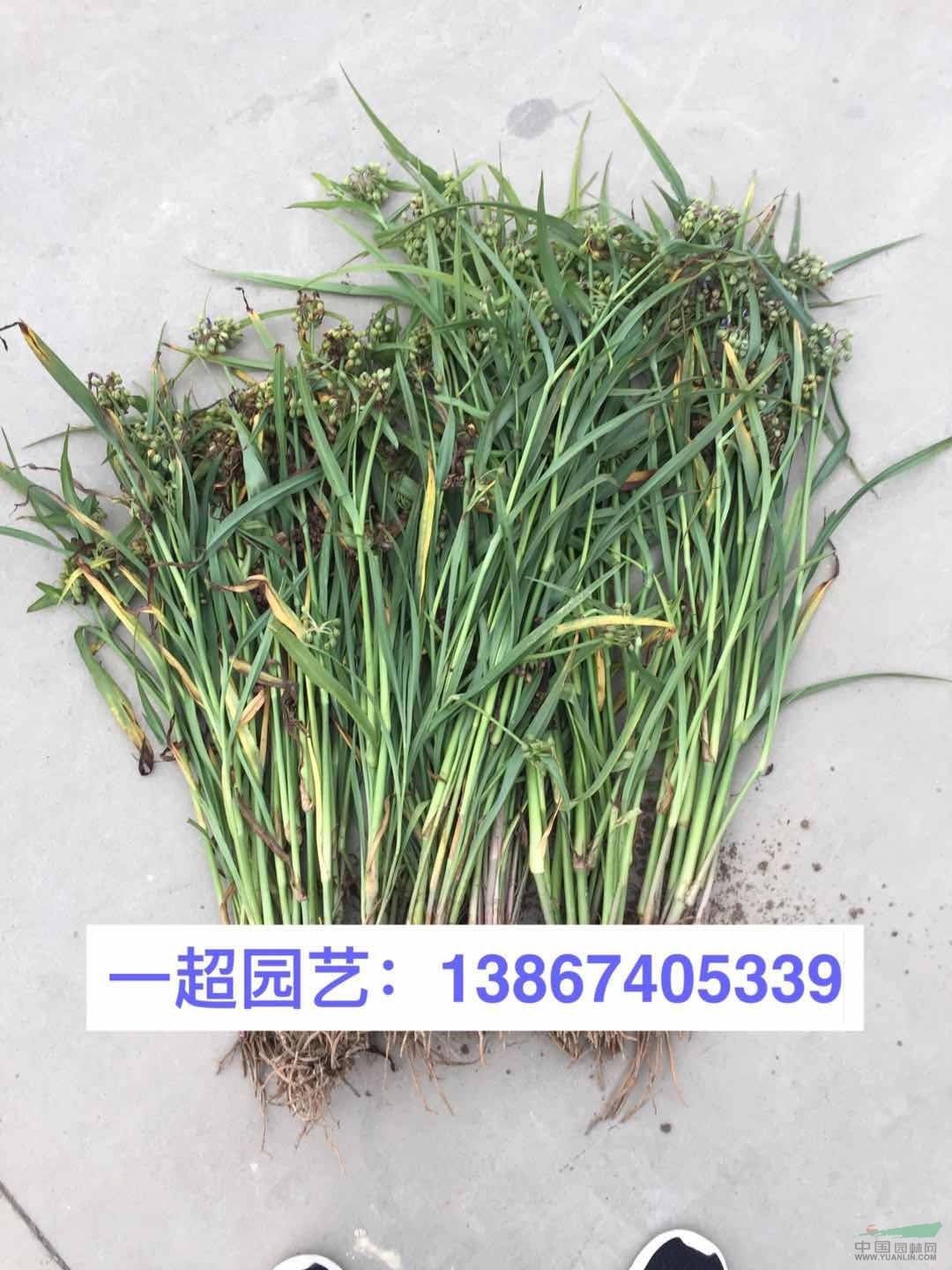 紫露草 紫露草苗圃直銷 紫露草基地價格 精品紫露草