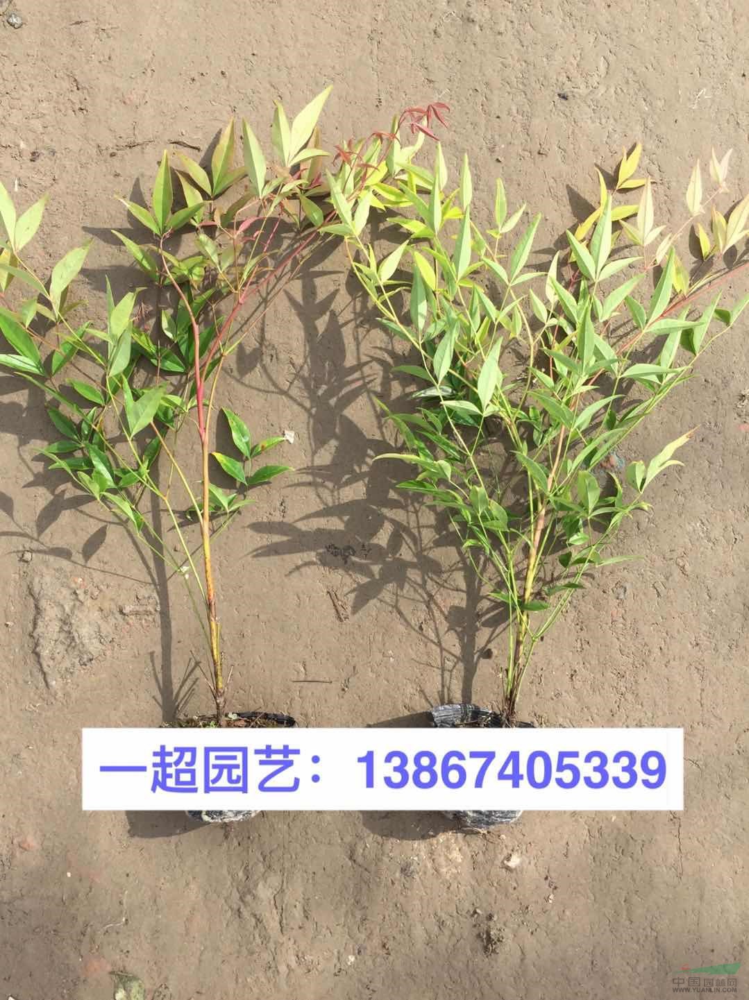 南天竹，南天竺 南天竹小杯苗，南天竹大杯苗，南天竹小毛球