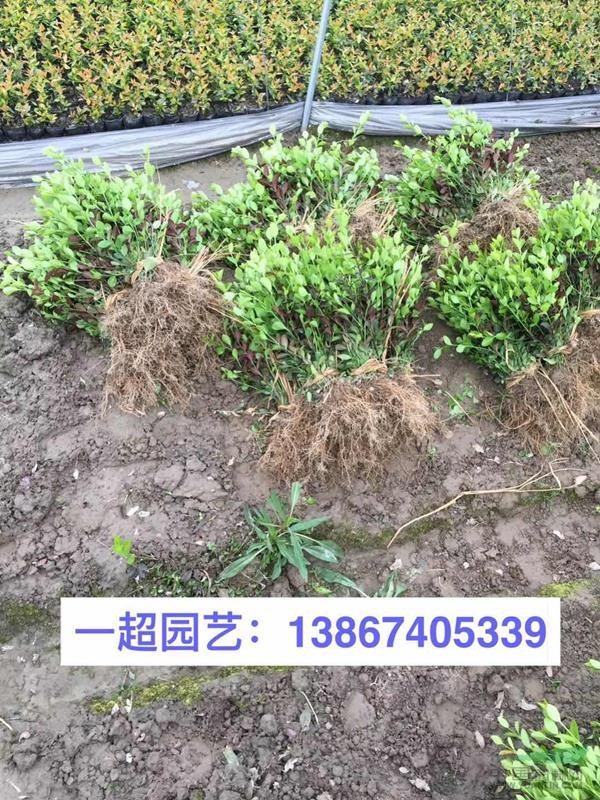 小叶扶芳藤 小叶扶芳藤小苗 地栽 盆栽 小杯等