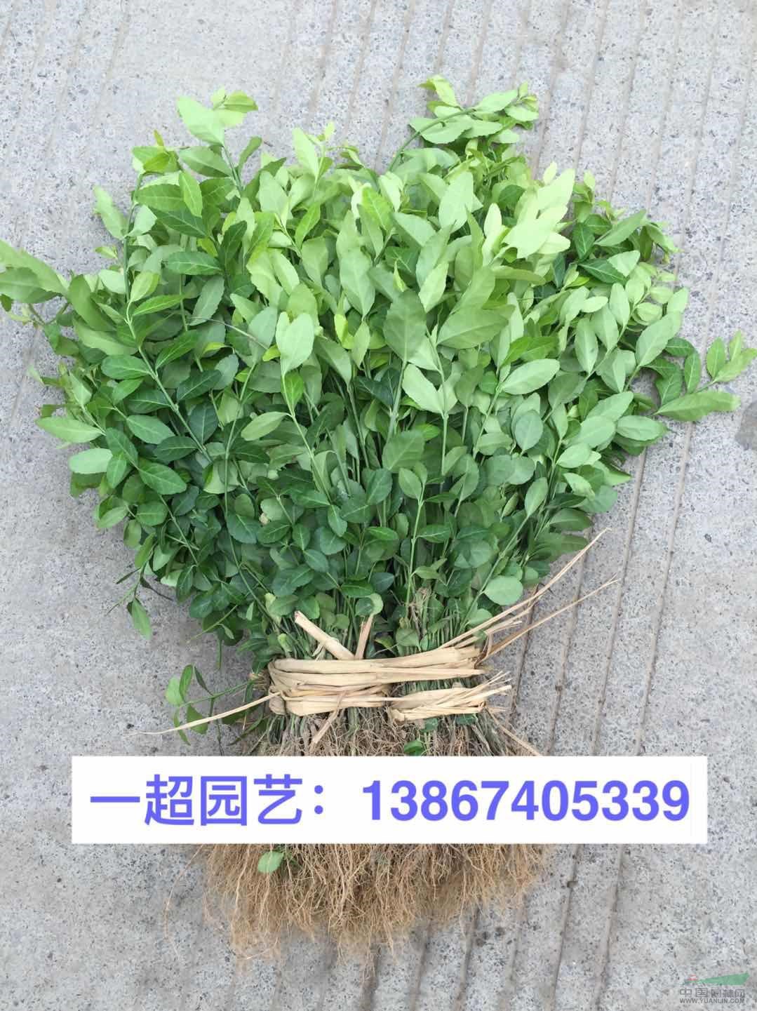 小叶扶芳藤 小叶扶芳藤小苗 地栽 盆栽 小杯等