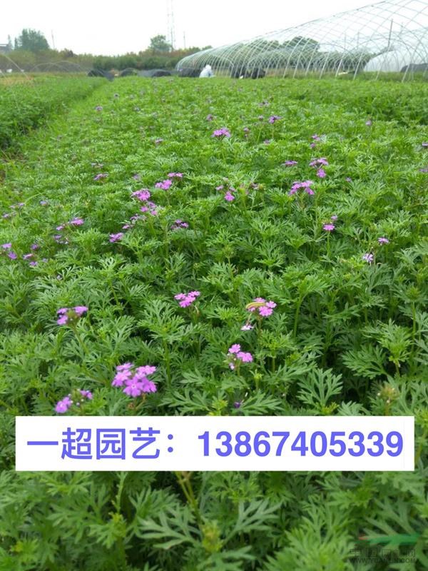 美女樱，红花美女樱，紫花美女樱 ，美女樱基地，美女樱价格