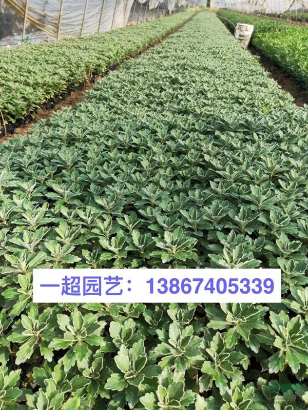 亚菊 精品亚菊价格 亚菊批发