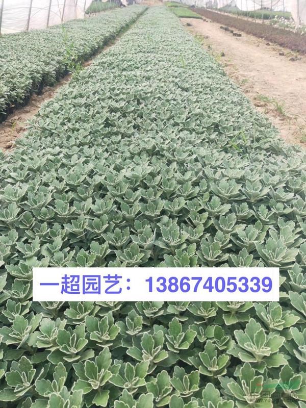 亚菊 精品亚菊价格 亚菊批发