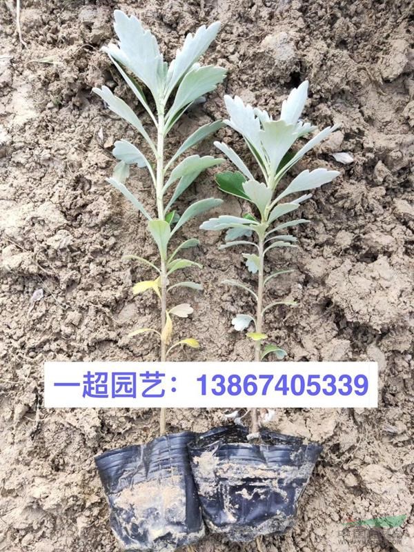 亚菊 精品亚菊价格 亚菊批发