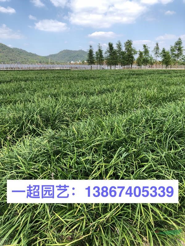 蘭花三七 品種純良 蘭花三七價格 蘭花三七基地