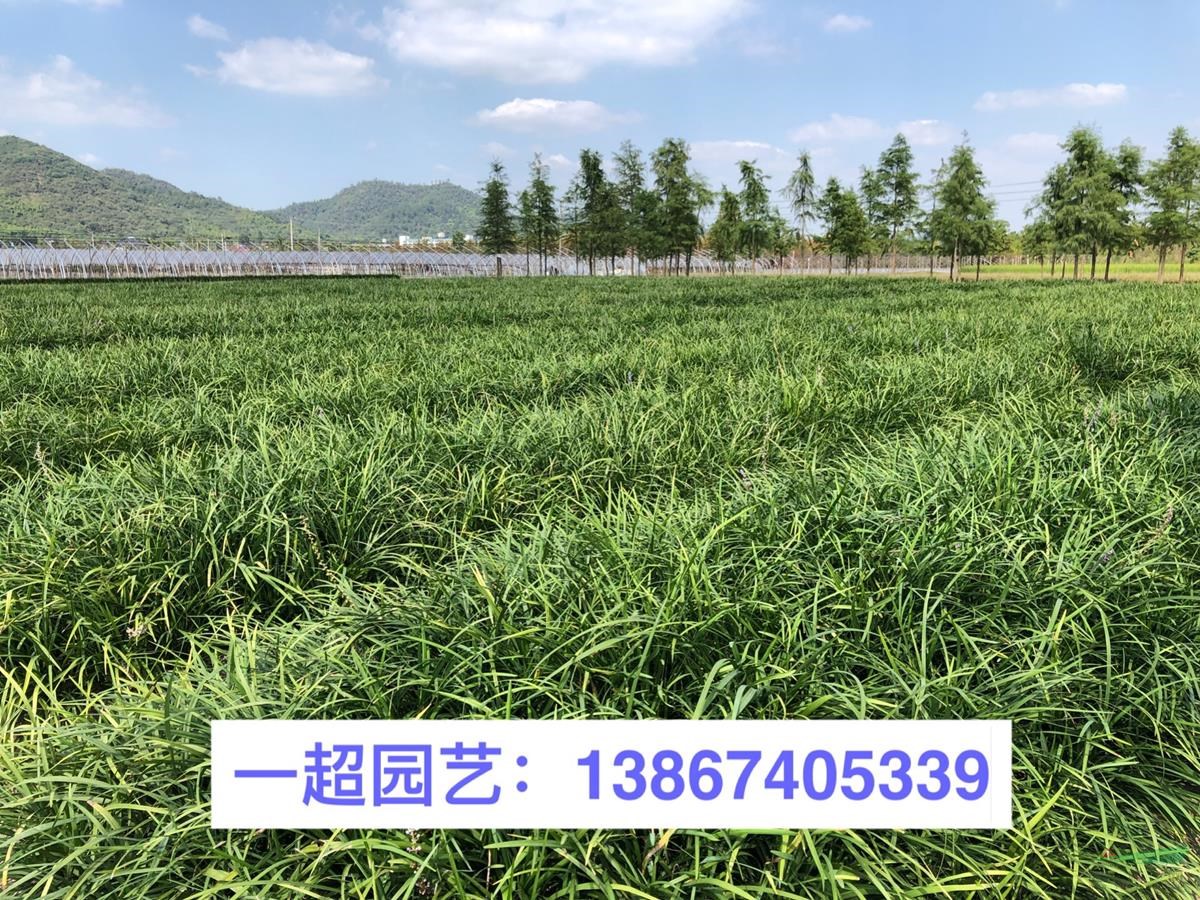蘭花三七 品種純良 蘭花三七價格 蘭花三七基地
