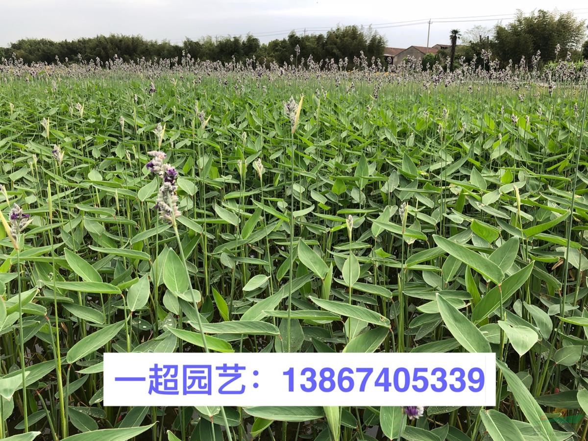 再力花，再力花，供應水生植物再力花，再力花價格