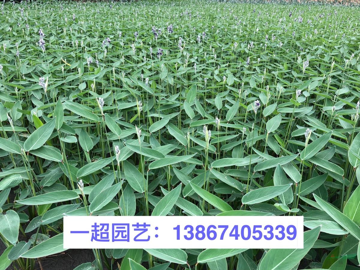 再力花，再力花，供應水生植物再力花，再力花價格