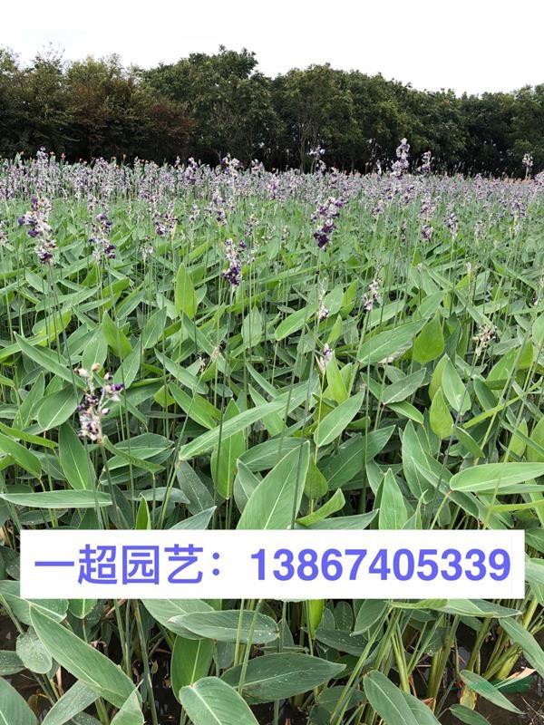 再力花，再力花，供應水生植物再力花，再力花價格