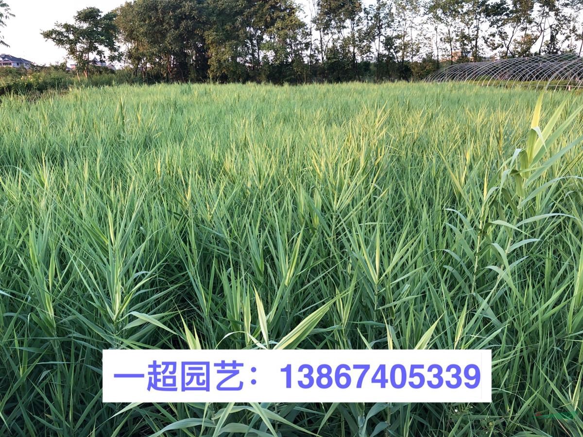 花葉蘆竹 花葉蘆竹產地直銷 花葉蘆竹基地價格