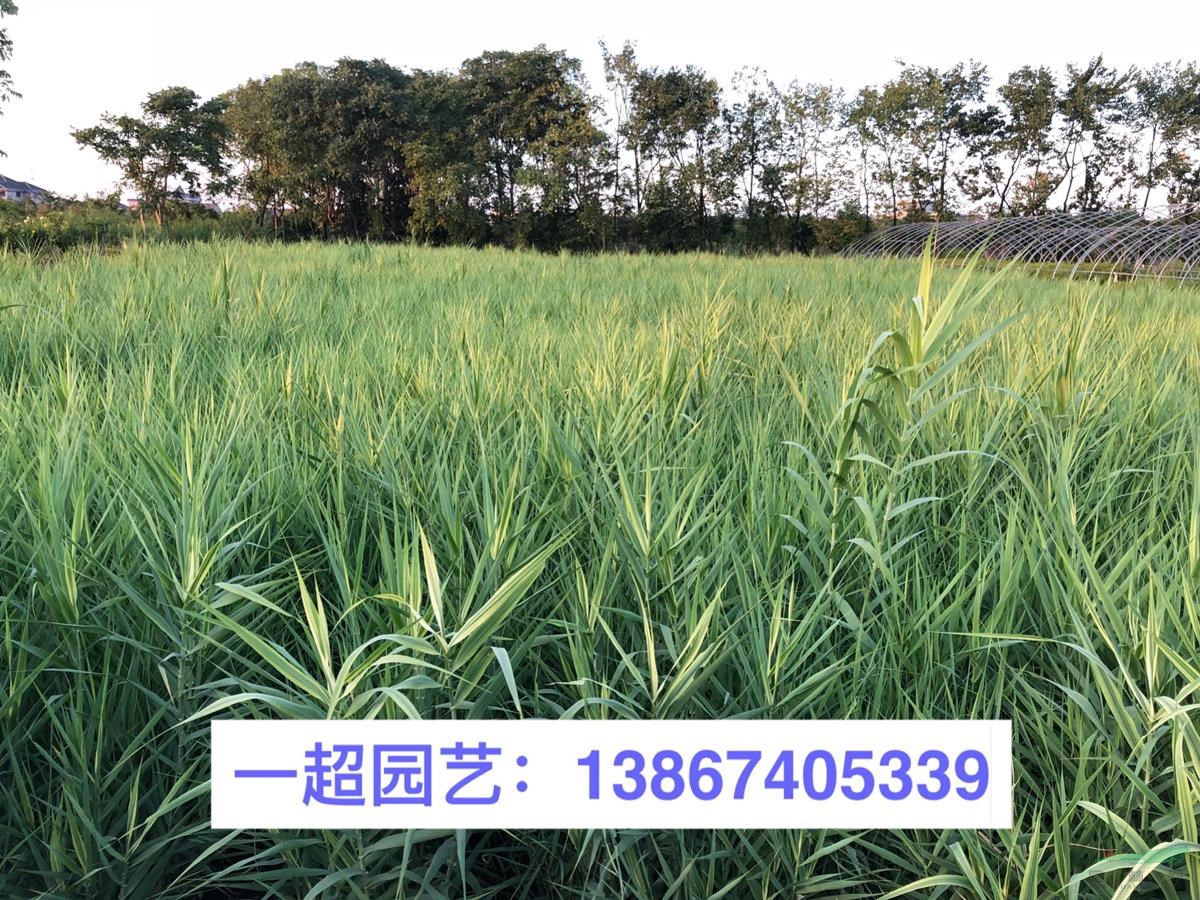 花葉蘆竹 花葉蘆竹產地直銷 花葉蘆竹基地價格