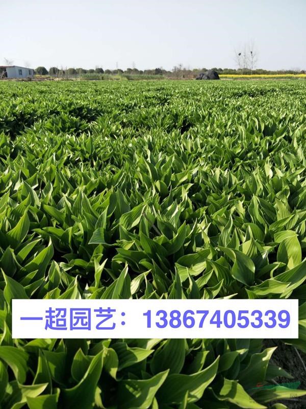 玉簪，青葉玉簪，花葉玉簪，金邊玉簪品種規格齊全