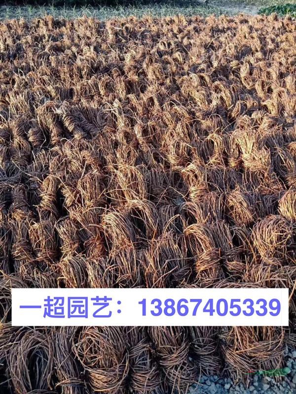 爬山虎 三葉爬山虎 五葉爬山虎 爬山虎苗圃直銷