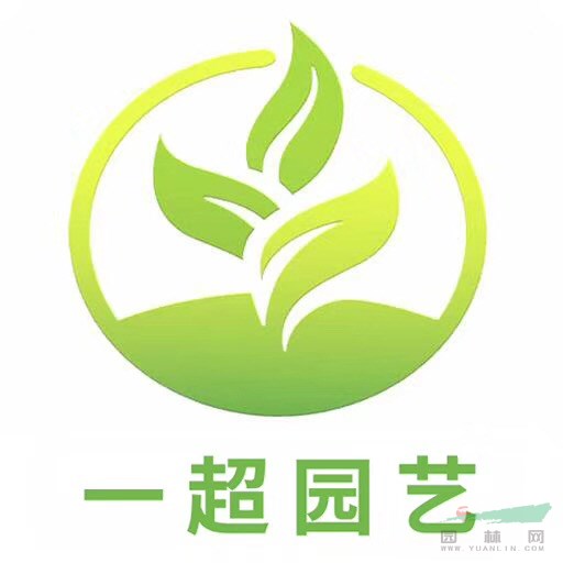 浙江野菊花 海三棱藨草 夏枯草 牛鞭草价格 香茅 葛藤基地