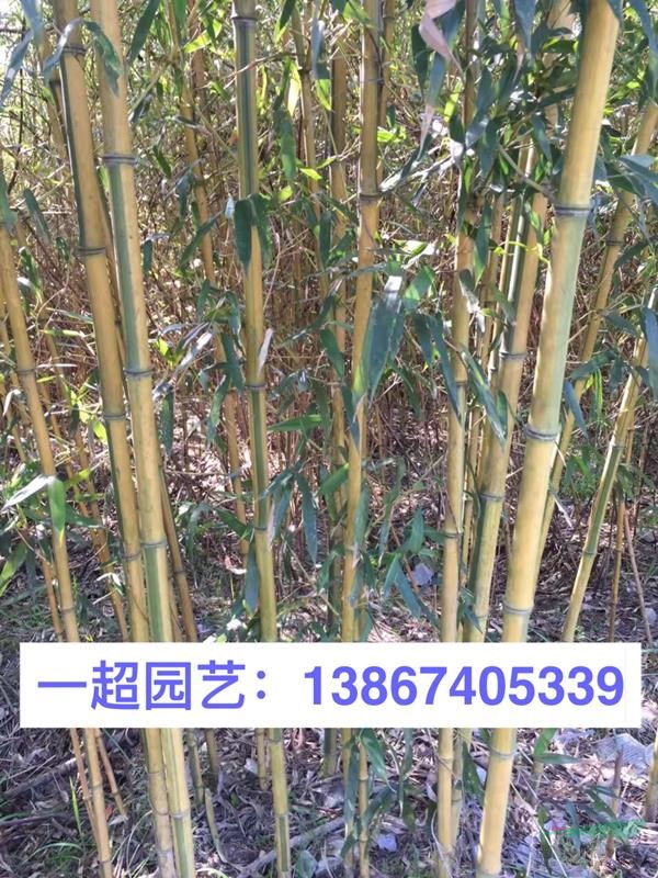 金鑲玉竹 金鑲玉竹價格 金鑲玉竹基地 金鑲玉價格 