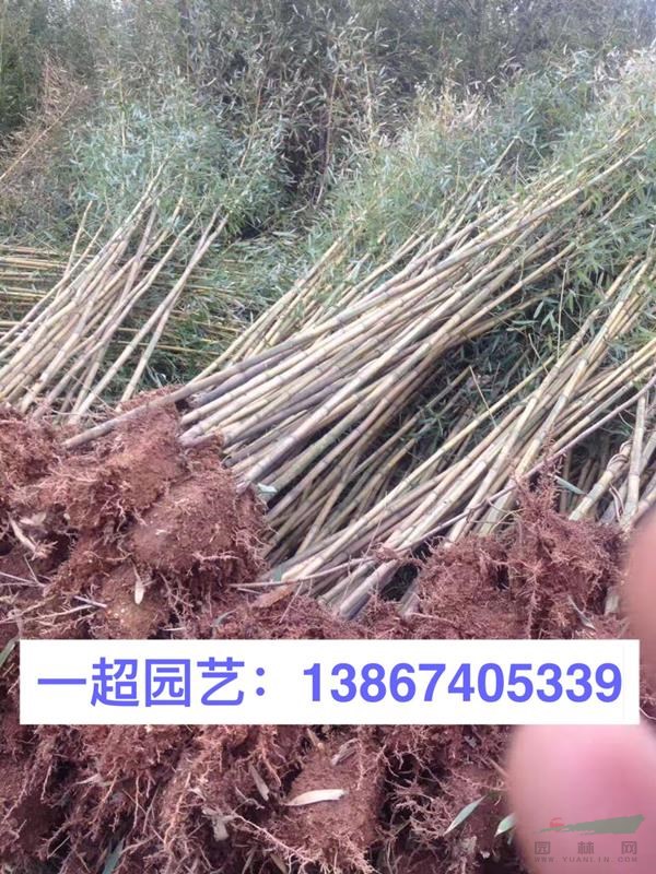 金鑲玉竹 金鑲玉竹價格 金鑲玉竹基地 金鑲玉價格 