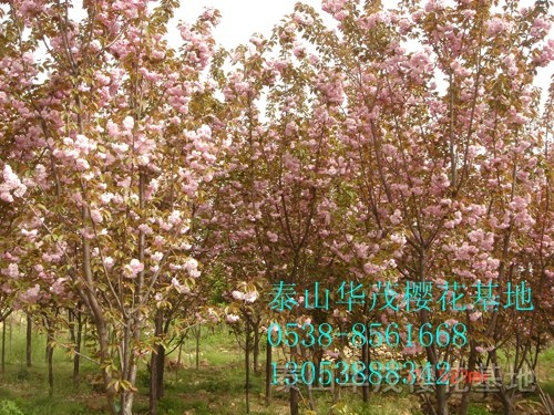 櫻花