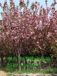 櫻花