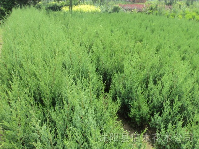 蜀檜、蜀檜價格，小蜀檜出售，江蘇蜀檜