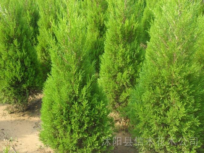 蜀檜、蜀檜價格，小蜀檜出售，江蘇蜀檜