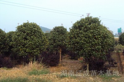 香樟、桂花