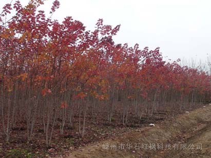 青島紅楓