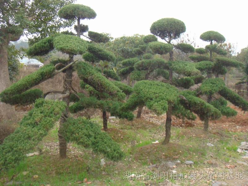 龍柏