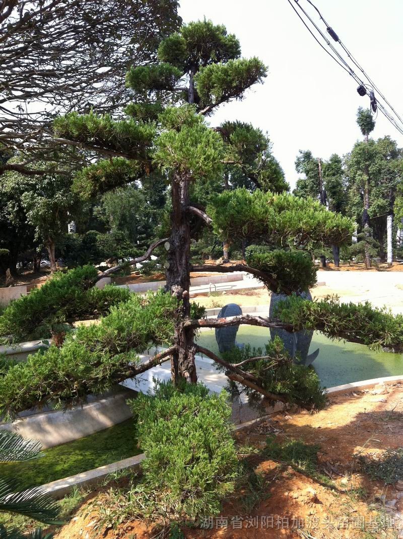 龍柏