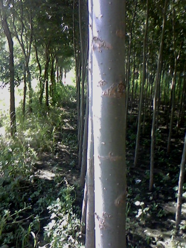 一年的美國(guó)竹柳