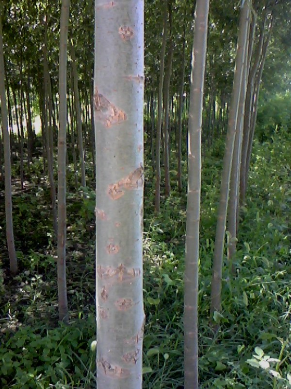 一年的美國(guó)竹柳
