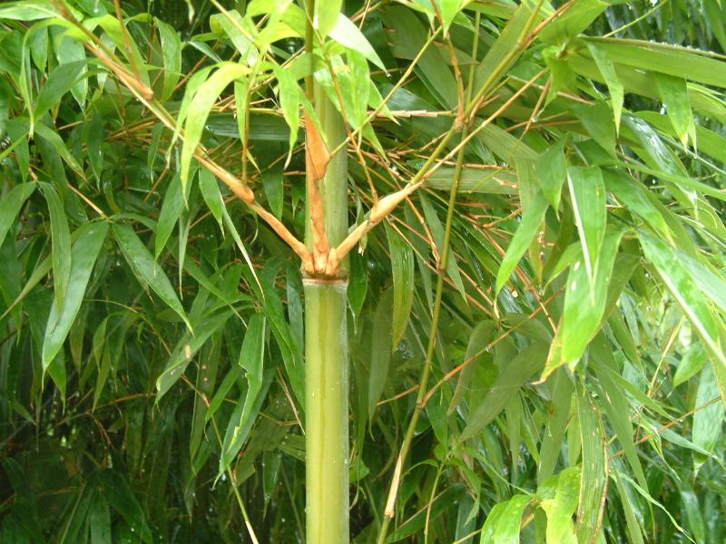 貴妃竹、花葉唐竹、苦竹、雷竹、黎竹、沙白竹、綠槽毛竹價格表