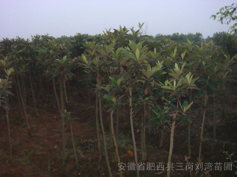 枇杷，專業(yè)種植枇杷