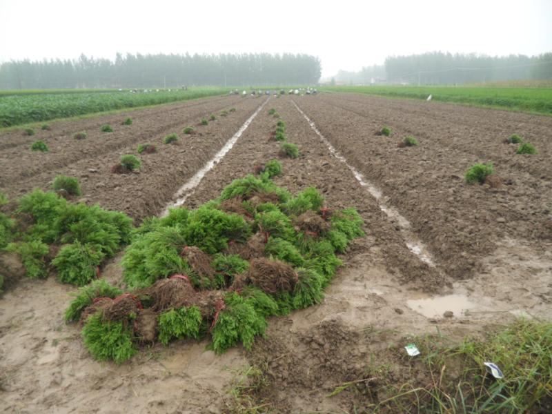 西北工程用苗蜀檜、側(cè)柏、金葉女貞、衛(wèi)矛等歡迎您您來基地采購