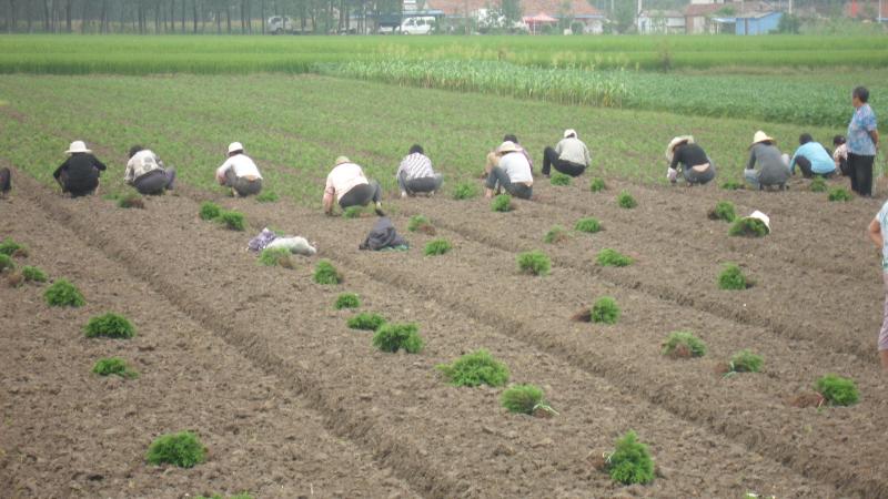 西北工程用苗蜀檜、側(cè)柏、金葉女貞、衛(wèi)矛等歡迎您您來基地采購