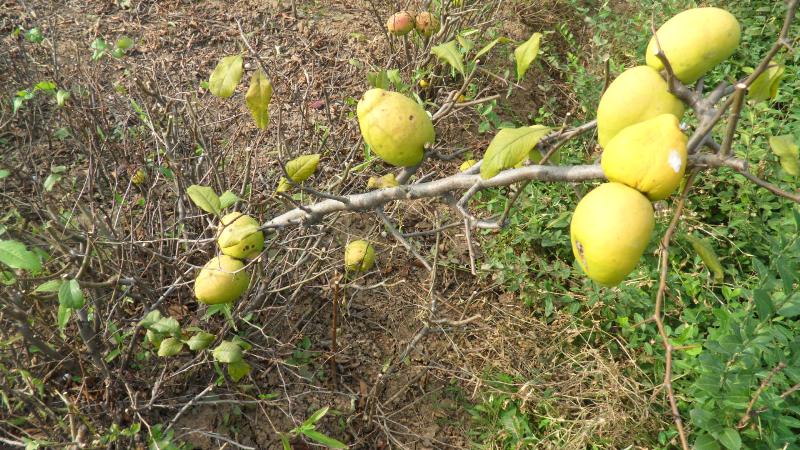 苗圃種植苗、工程用苗同行首選貼梗海棠、西府海棠、木瓜海棠